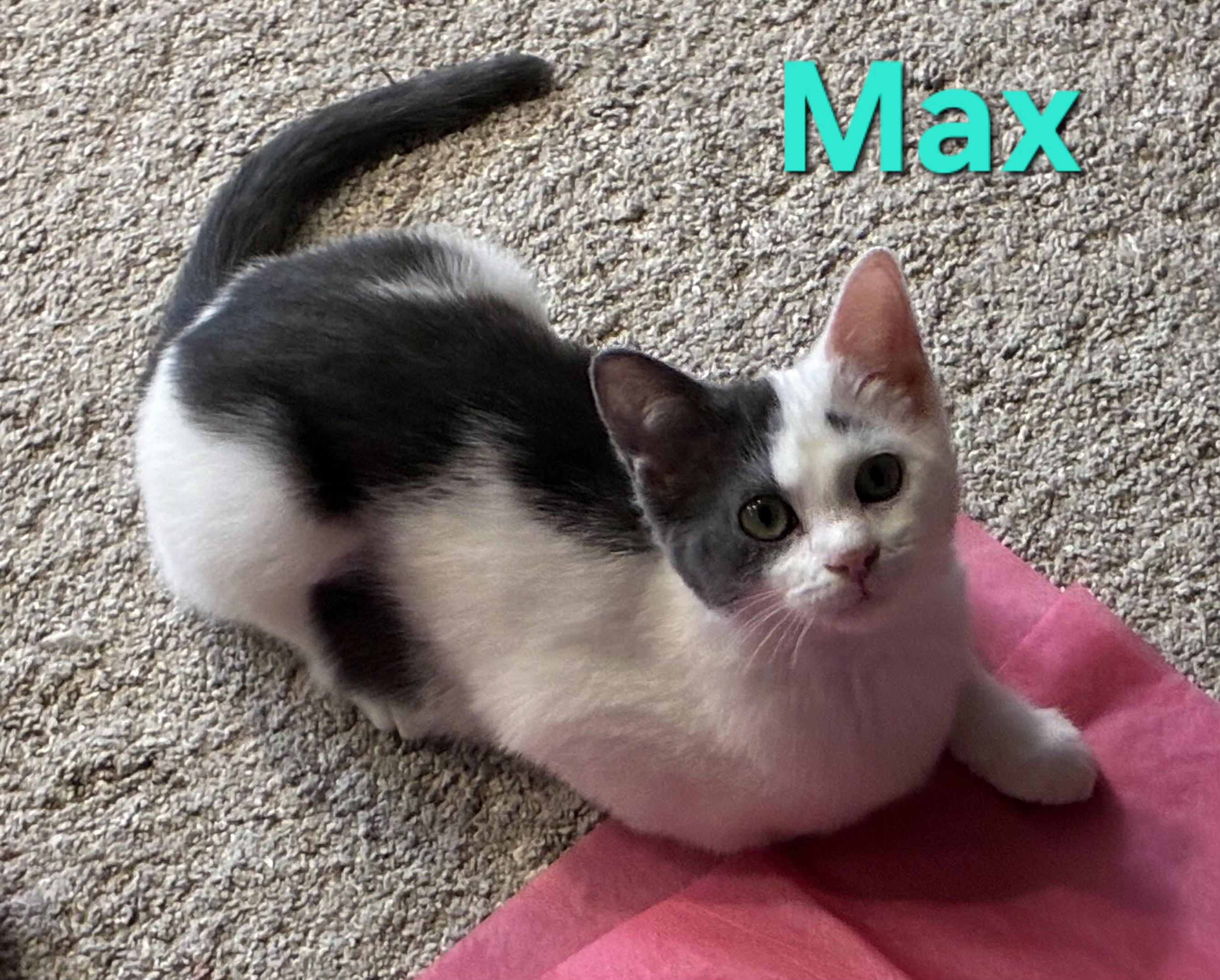 Max (siblings are Marv & Molly), a ADOPTABLE Domestic Short Hair in Brighton, MI image 3/6