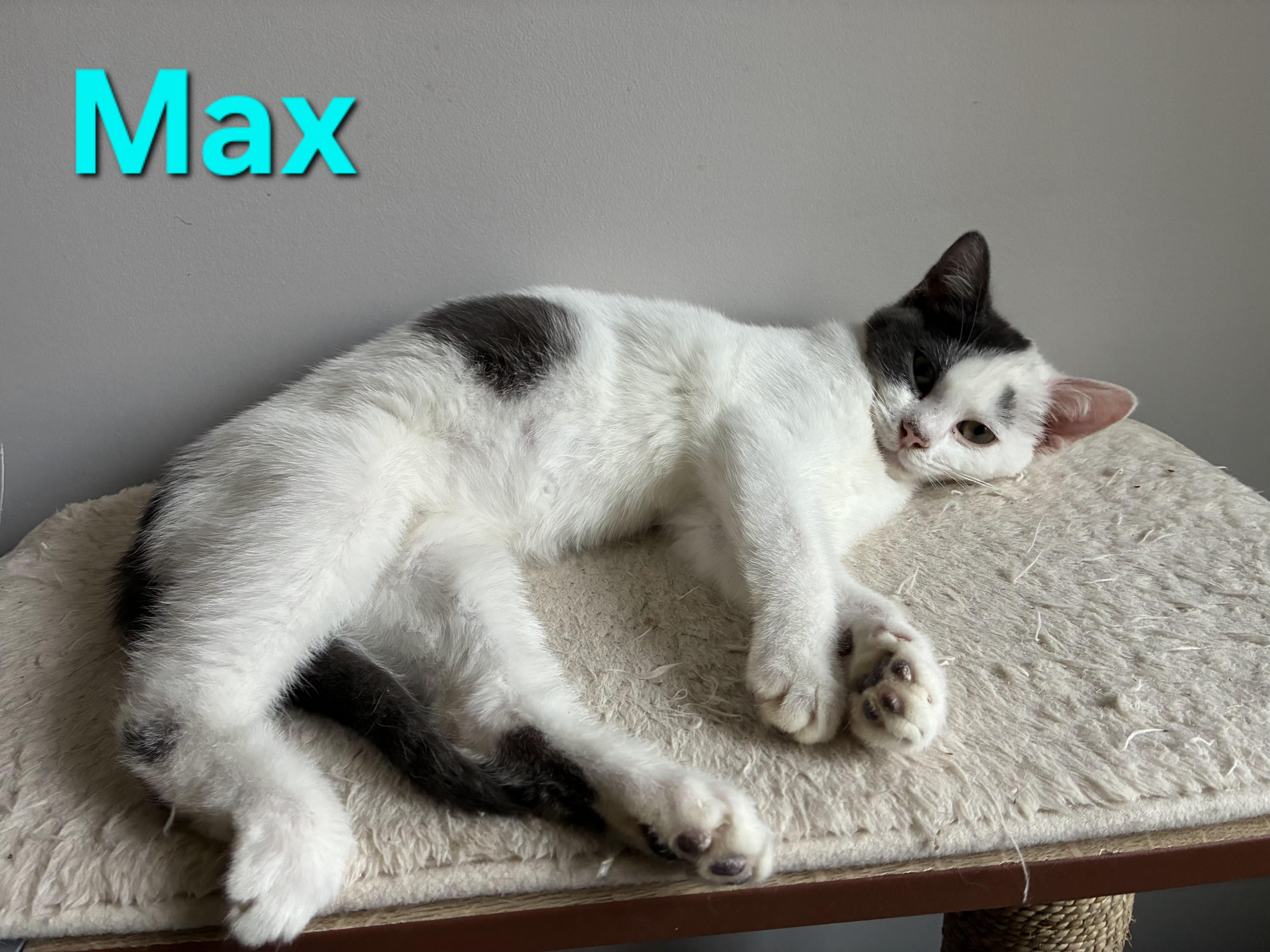 Enlarge Max (siblings are Marv & Molly), a ADOPTABLE Domestic Short Hair in Brighton, MI image 5/6
