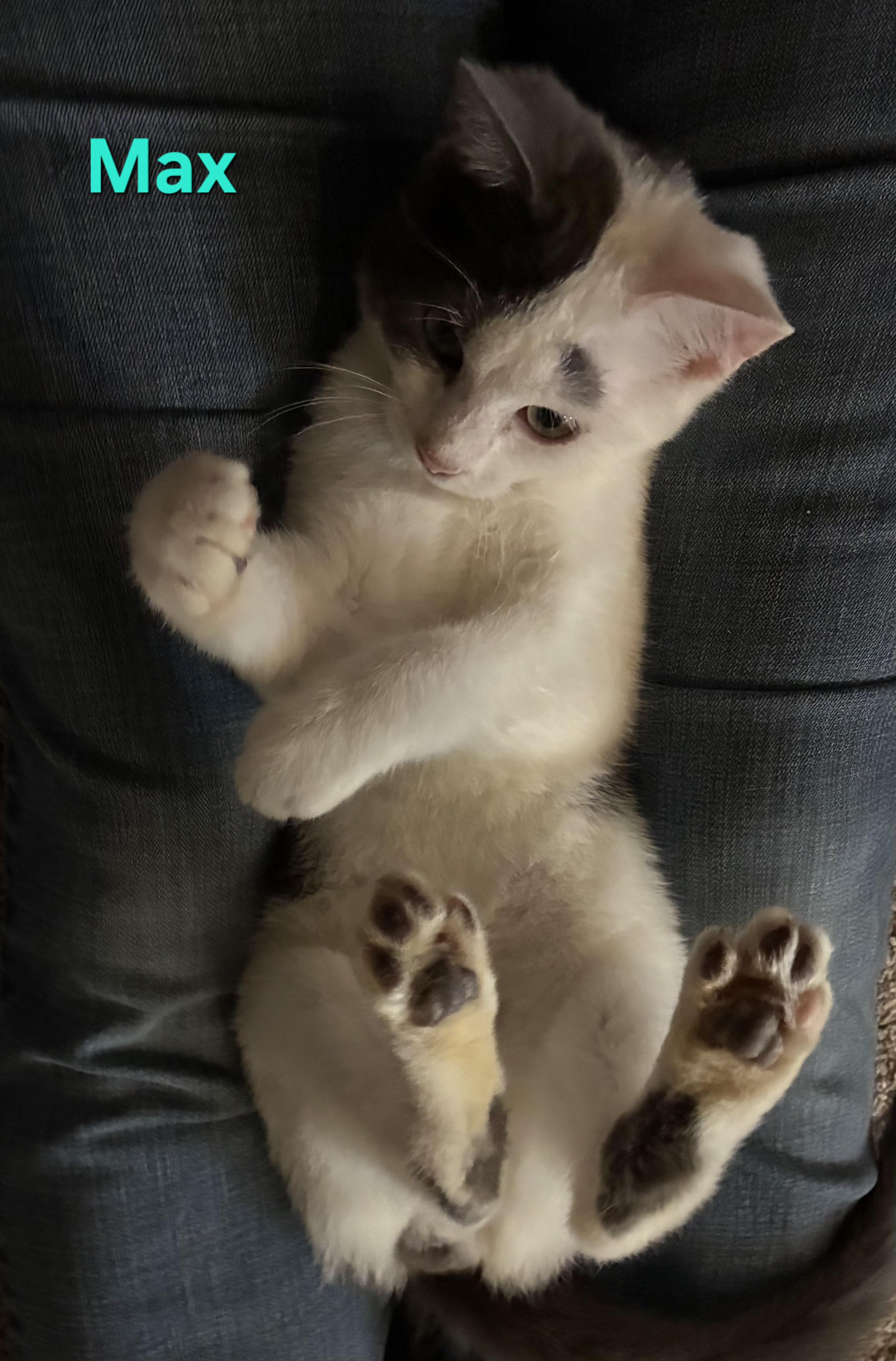 Enlarge Max (siblings are Marv & Molly), a ADOPTABLE Domestic Short Hair in Brighton, MI image 4/6