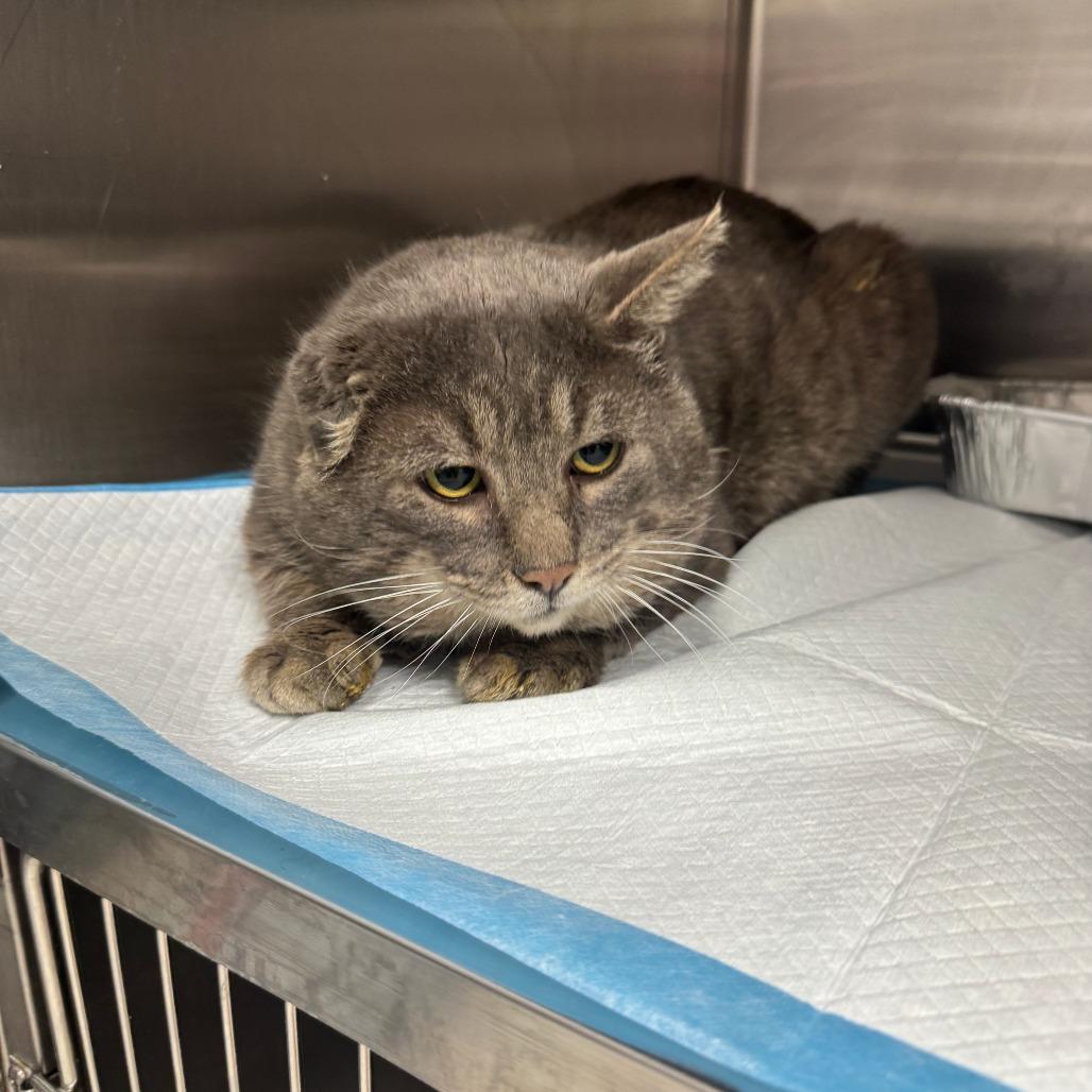 Mr Grey ARC2026-016, Adoptable, Adult Male Domestic Medium Hair.