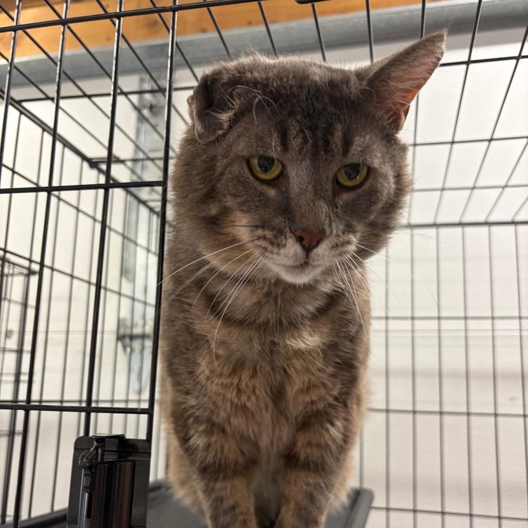 Enlarge Mr Grey ARC2026-016, a Adoptable Domestic Medium Hair in Akron, NY image 2/6