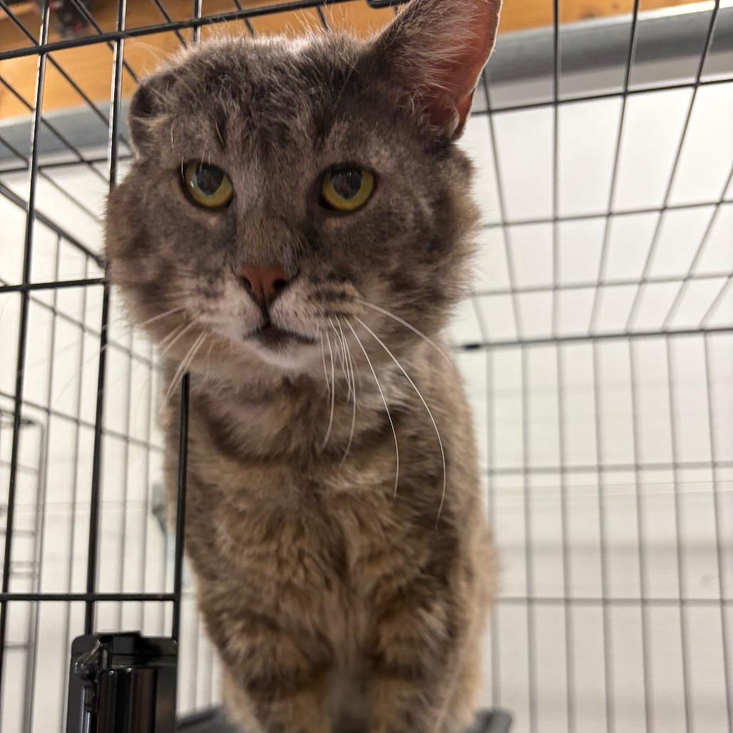 Enlarge Mr Grey ARC2026-016, a Adoptable Domestic Medium Hair in Akron, NY image 3/6