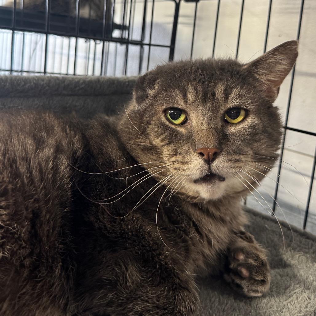 Enlarge Mr Grey ARC2026-016, a Adoptable Domestic Medium Hair in Akron, NY image 2/5