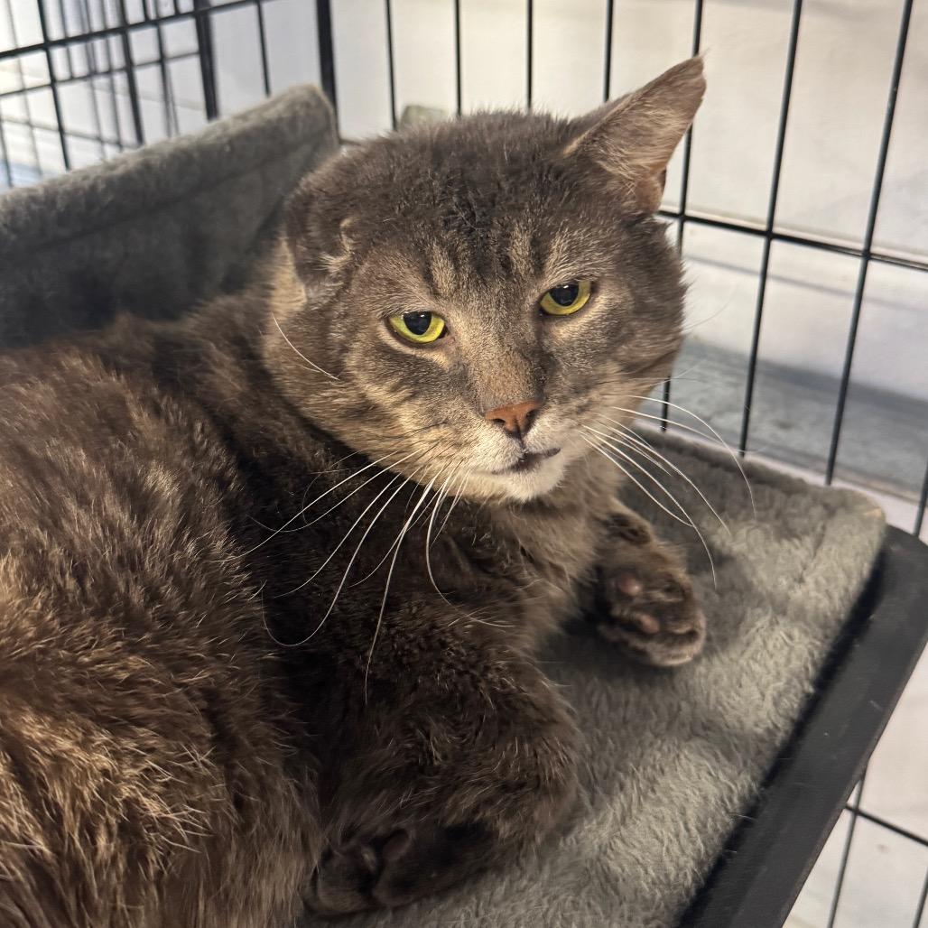 Enlarge Mr Grey ARC2026-016, a Adoptable Domestic Medium Hair in Akron, NY image 3/5