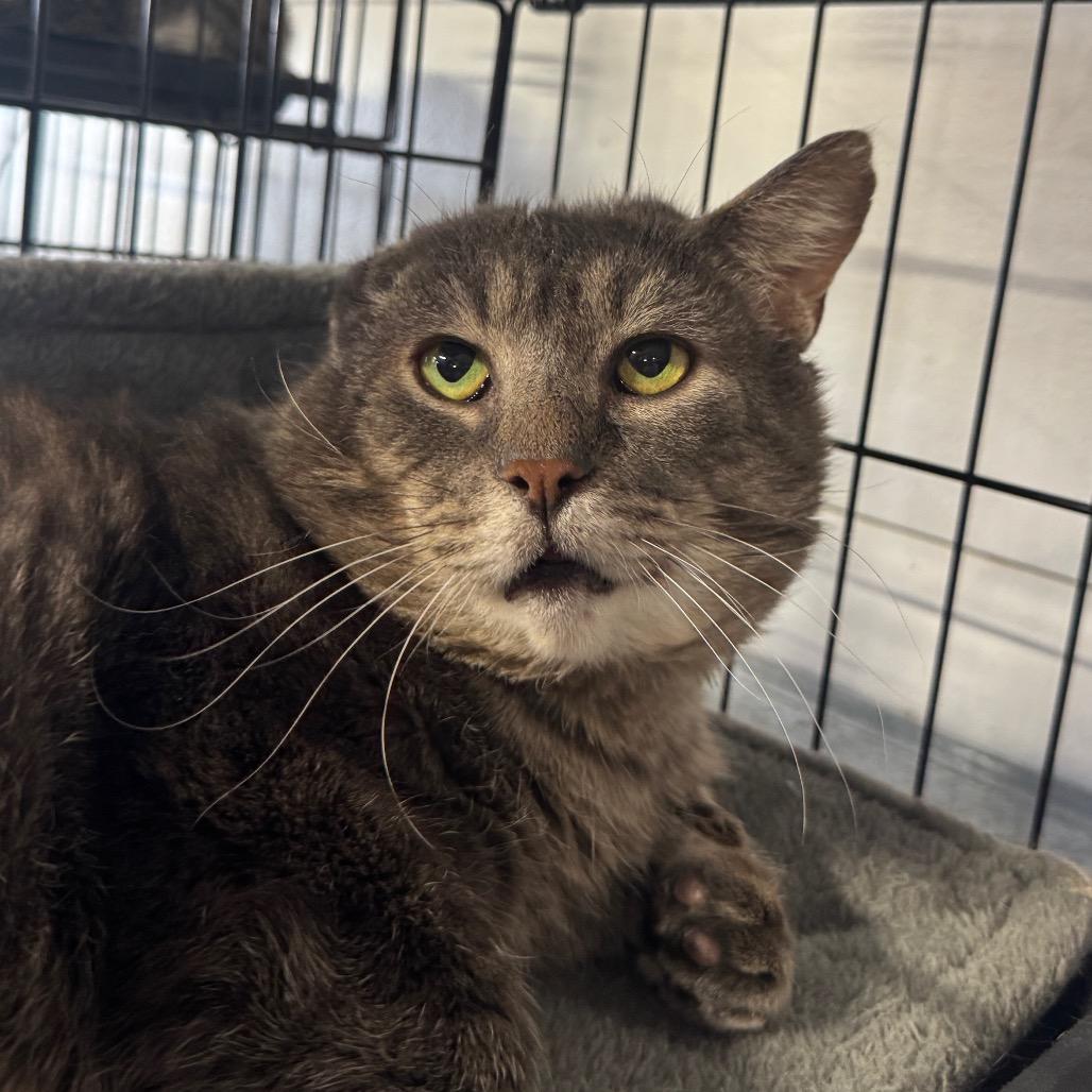 Enlarge Mr Grey ARC2026-016, a Adoptable Domestic Medium Hair in Akron, NY image 4/5