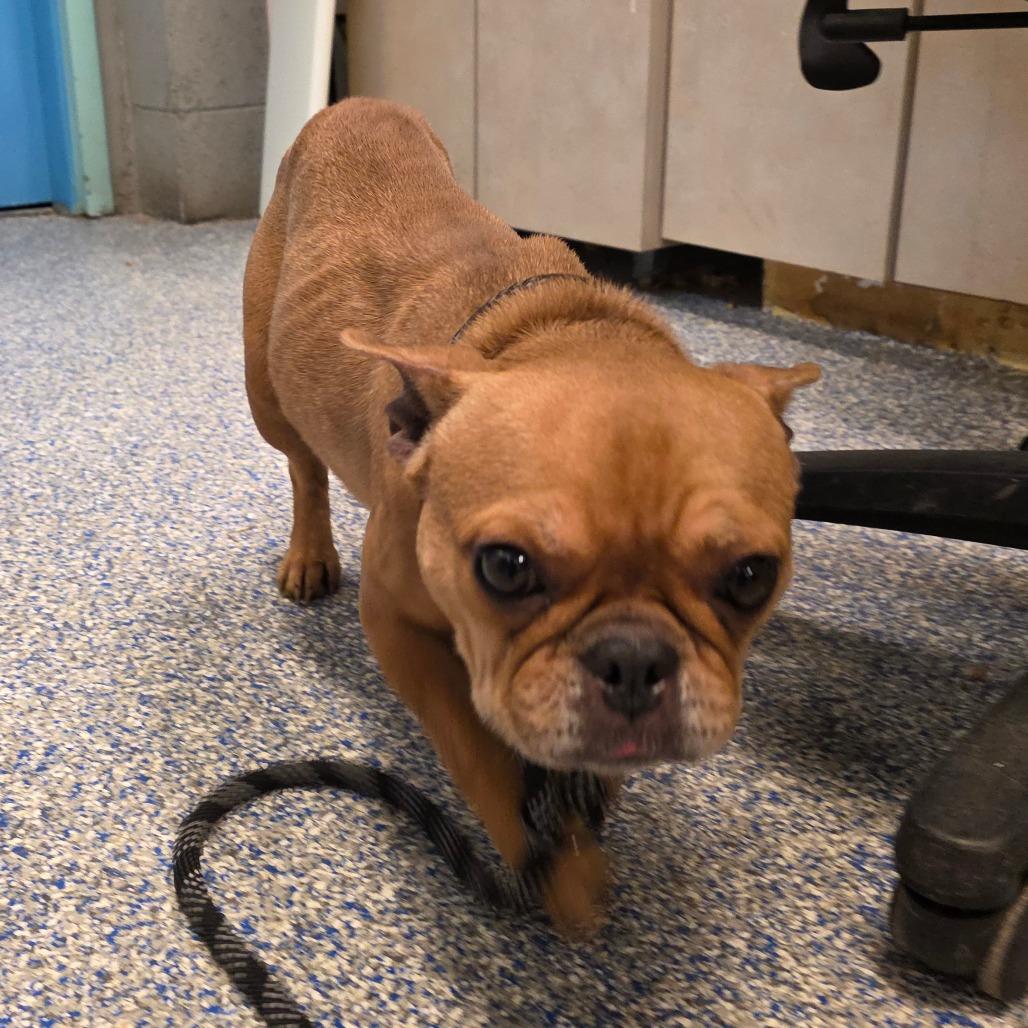 Betty Boop, Adoptable, Adult Female French Bulldog.