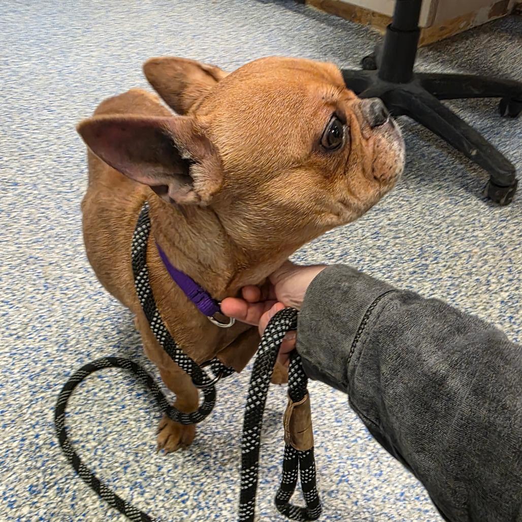 Betty Boop, a Adoptable French Bulldog in Port Townsend, WA image 2/3