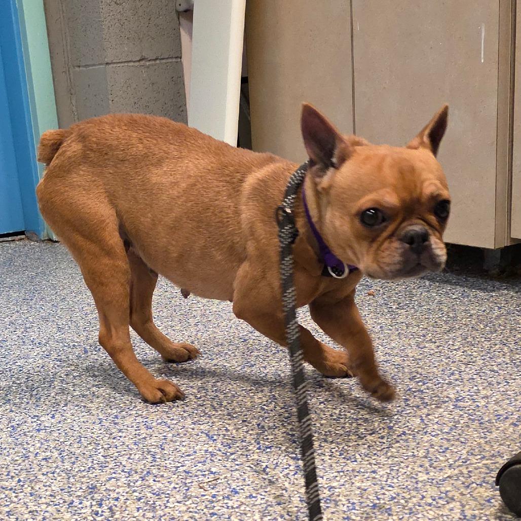 Betty Boop, a Adoptable French Bulldog in Port Townsend, WA image 3/3