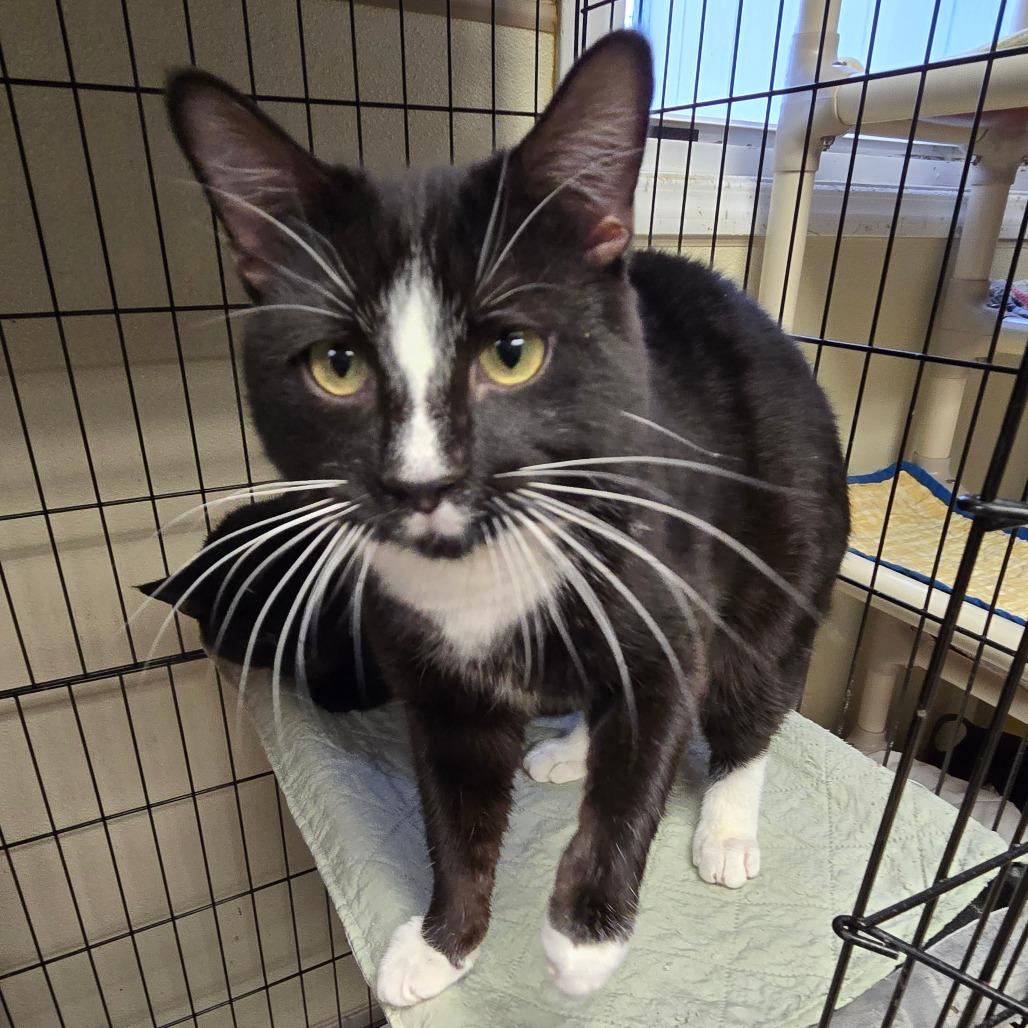 Enlarge Jolt, a Adoptable Domestic Short Hair in Pennsville, NJ image 1/2