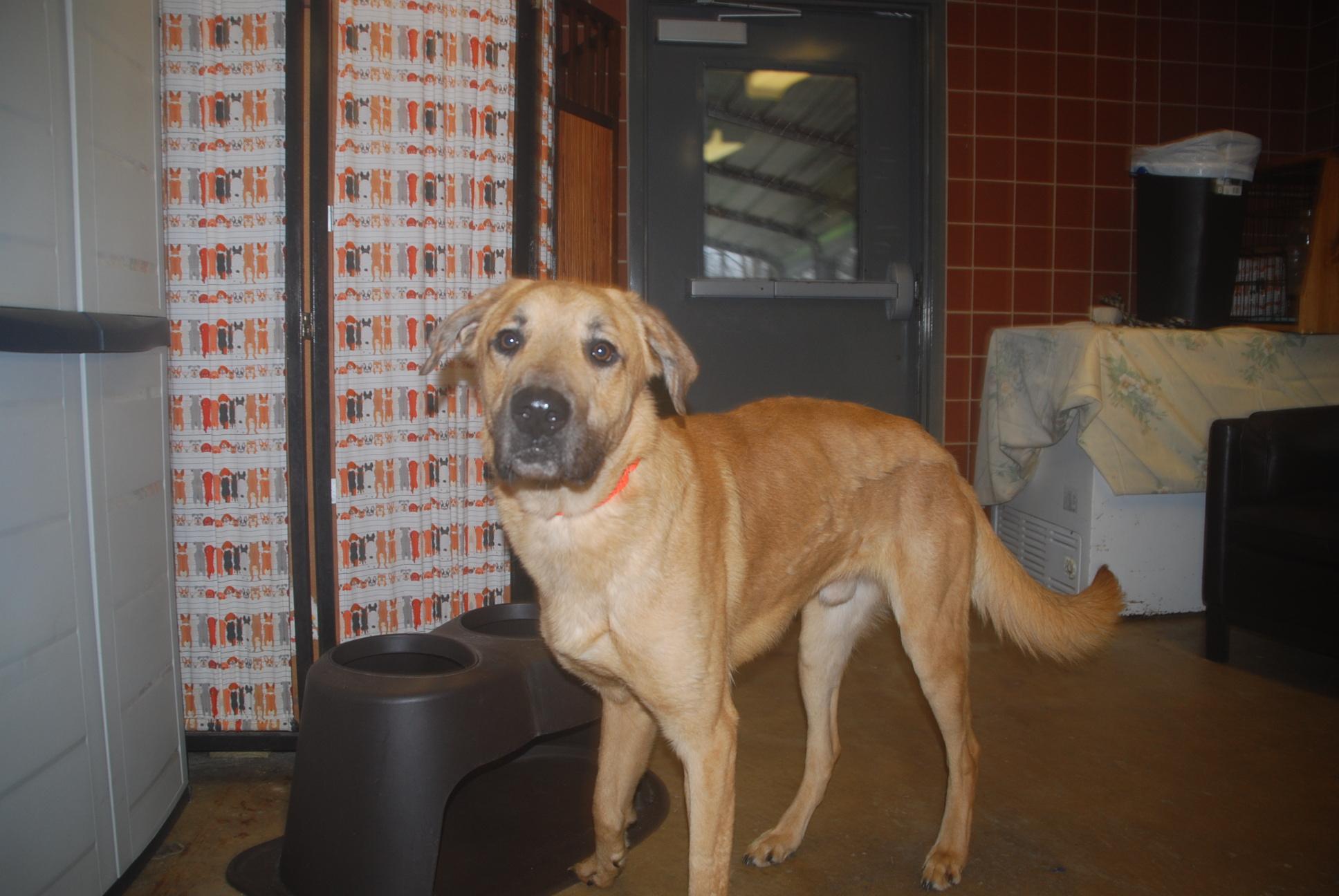 Enlarge Steely Dan, a ADOPTABLE mixed breed in Chardon, OH image 2/6