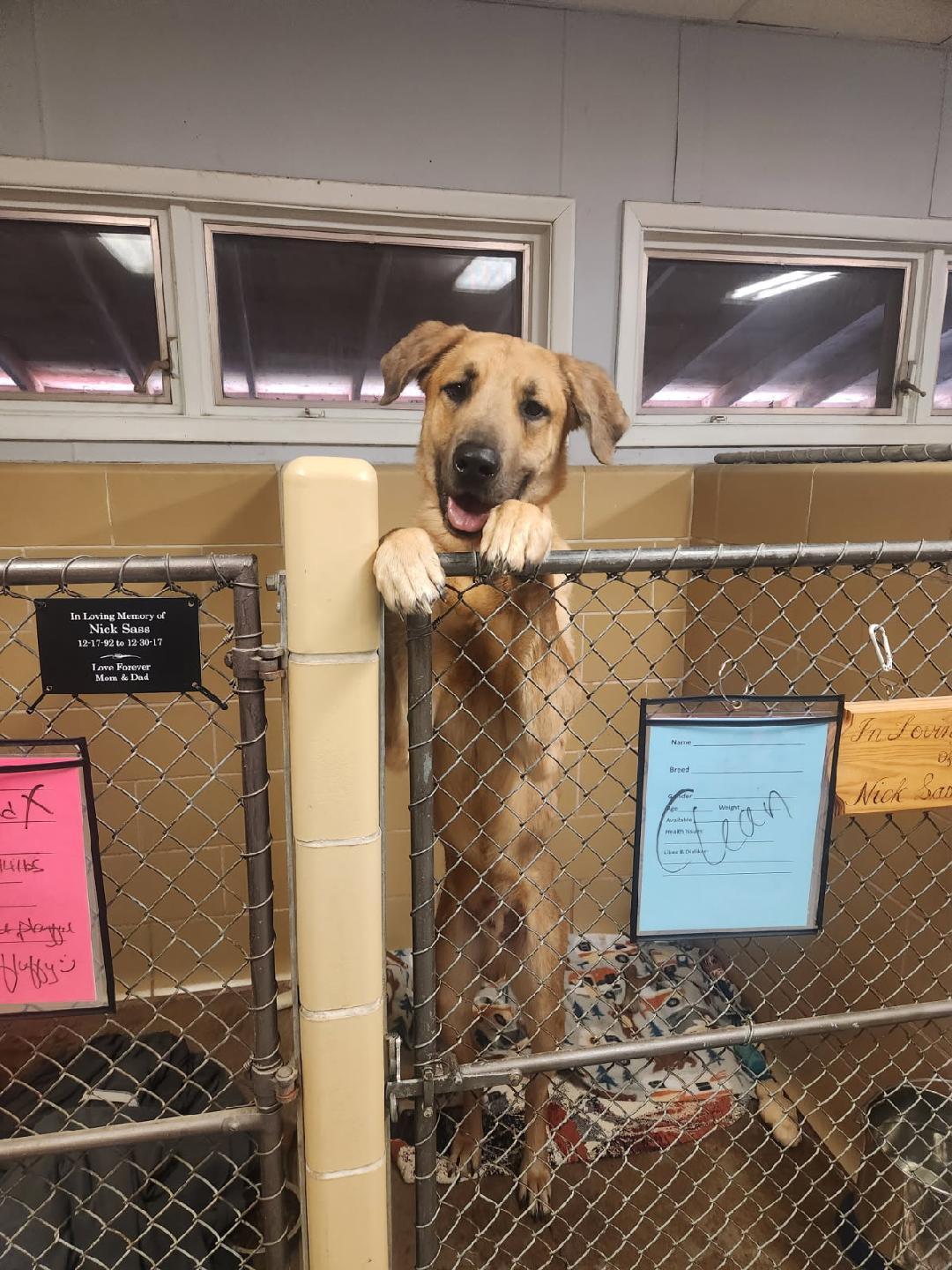 Enlarge Steely Dan, a ADOPTABLE mixed breed in Chardon, OH image 3/6