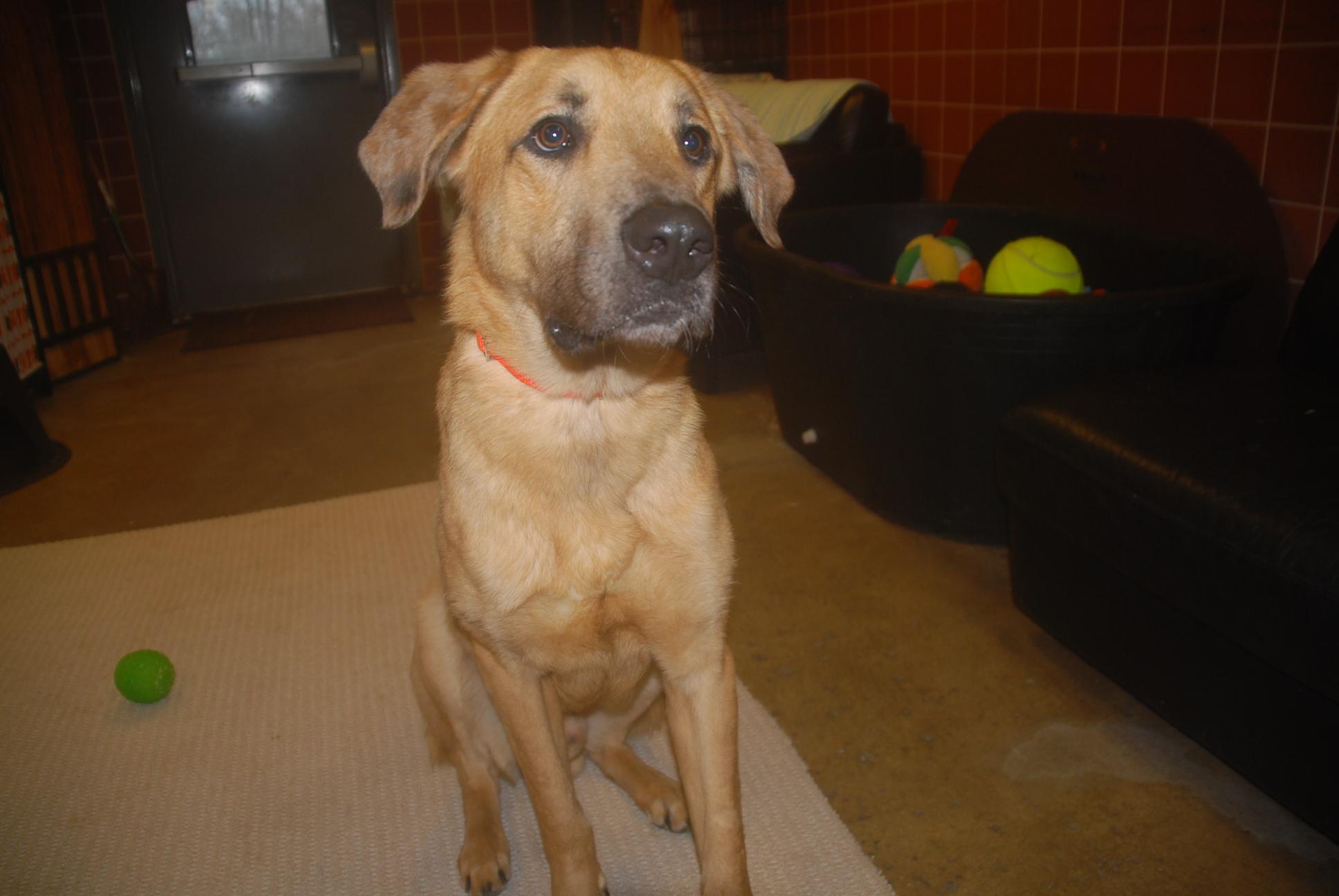 Enlarge Steely Dan, a ADOPTABLE mixed breed in Chardon, OH image 6/6