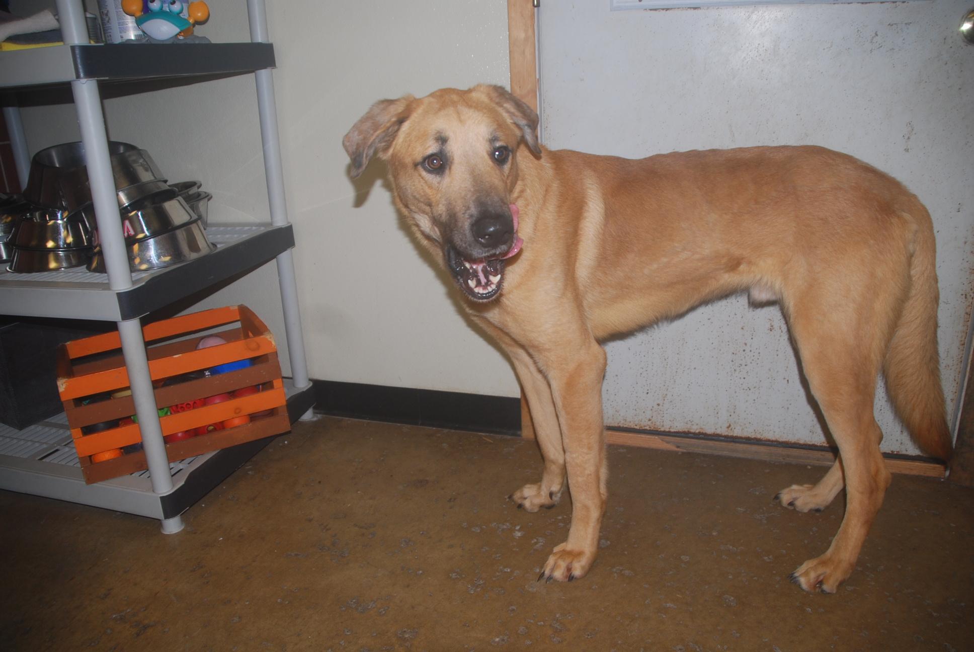 Enlarge Steely Dan, a ADOPTABLE mixed breed in Chardon, OH image 4/6