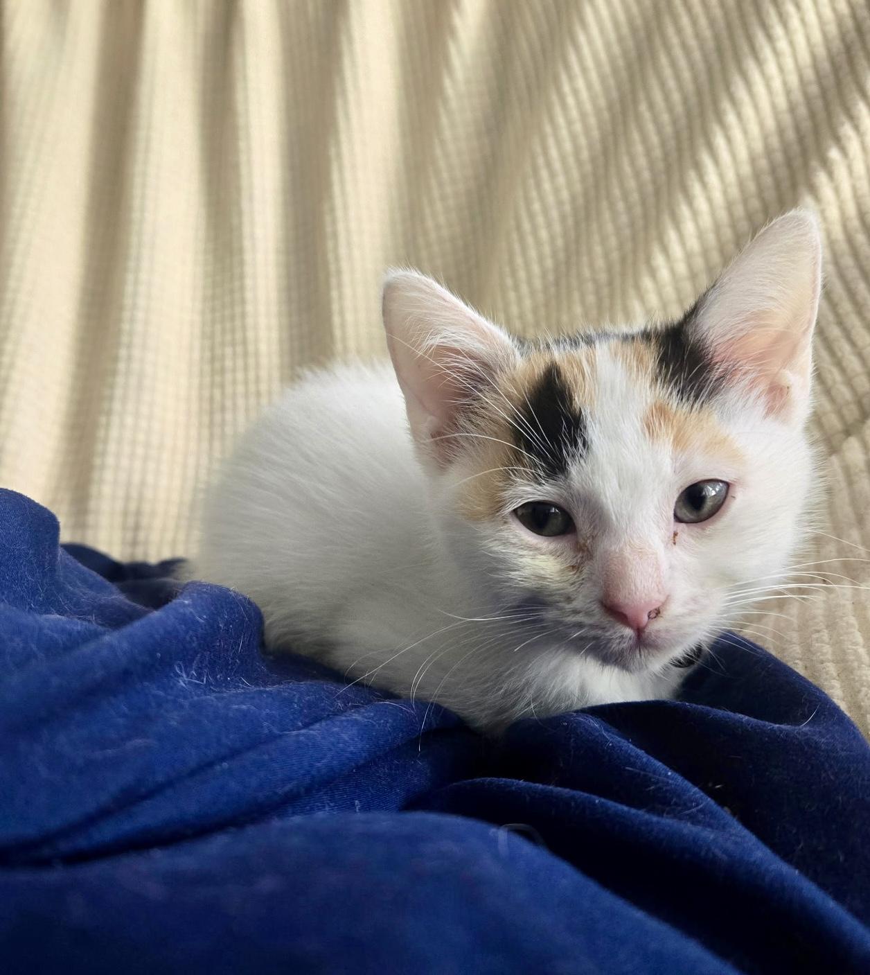 Enlarge S'more, a Adoption Pending Domestic Short Hair in Cleveland, OH image 1/3