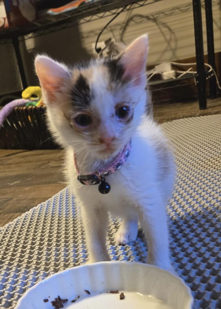 Enlarge S'more, a Adoption Pending Domestic Short Hair in Cleveland, OH image 2/3