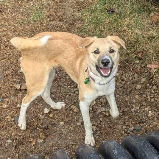 Enlarge Emu, a Adoptable Mixed Breed in Stoughton, MA image 4/6