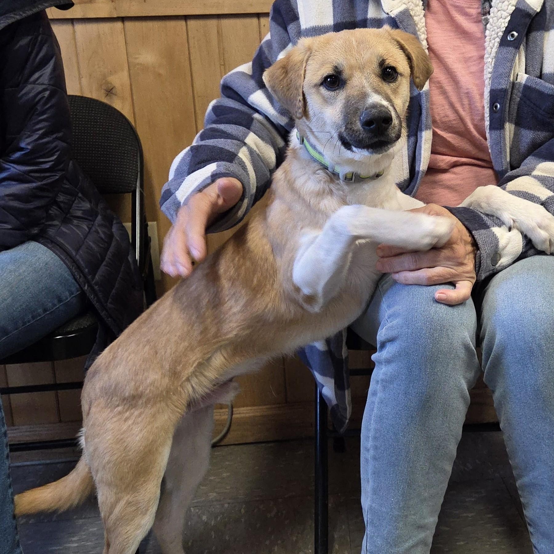 Enlarge Emu, a Adoptable Mixed Breed in Stoughton, MA image 3/6