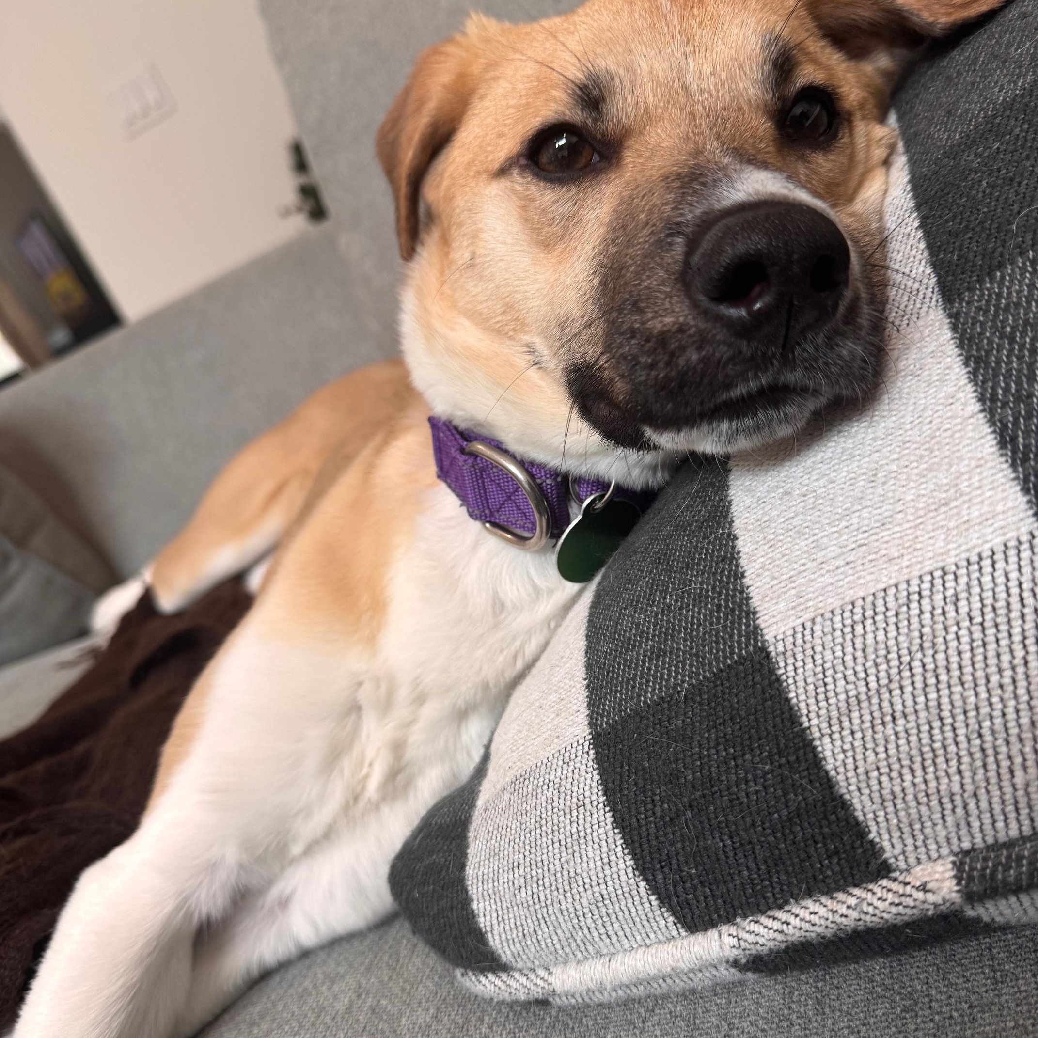 Enlarge Emu, a Adoptable Mixed Breed in Stoughton, MA image 3/6