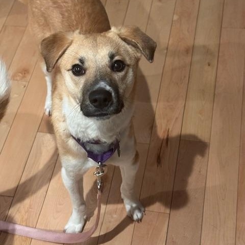 Enlarge Emu, a Adoptable Mixed Breed in Stoughton, MA image 1/6