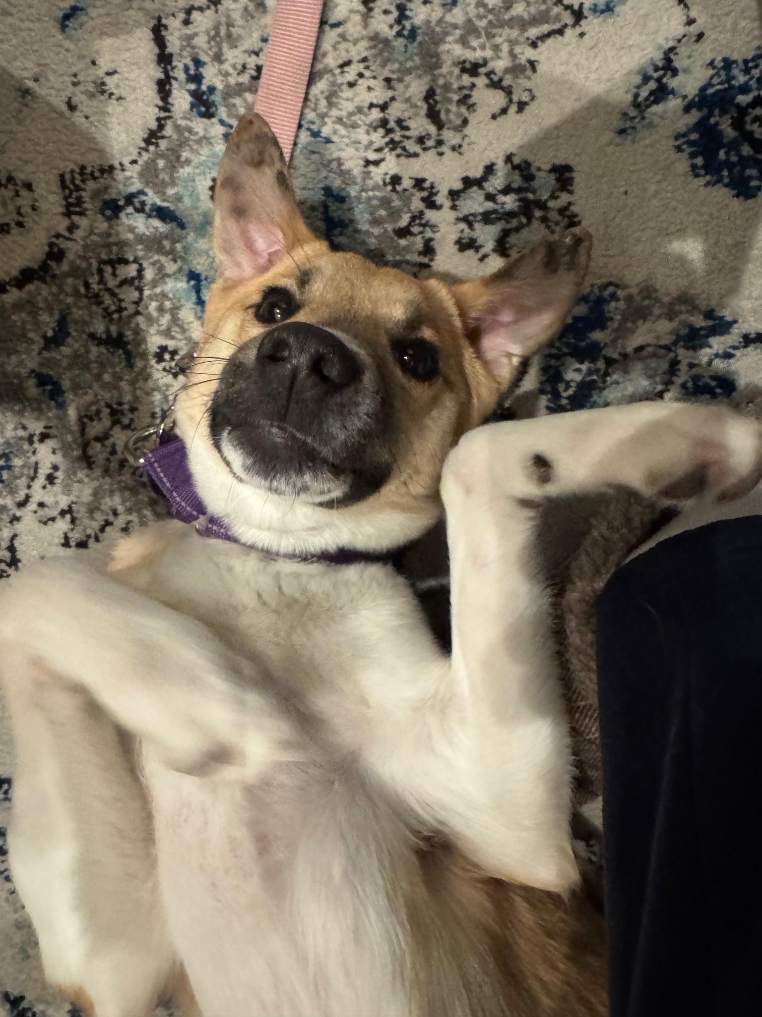 Enlarge Emu, a Adoptable Mixed Breed in Stoughton, MA image 4/6