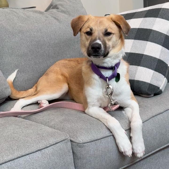 Emu, Adoptable, Puppy Male Mixed Breed.