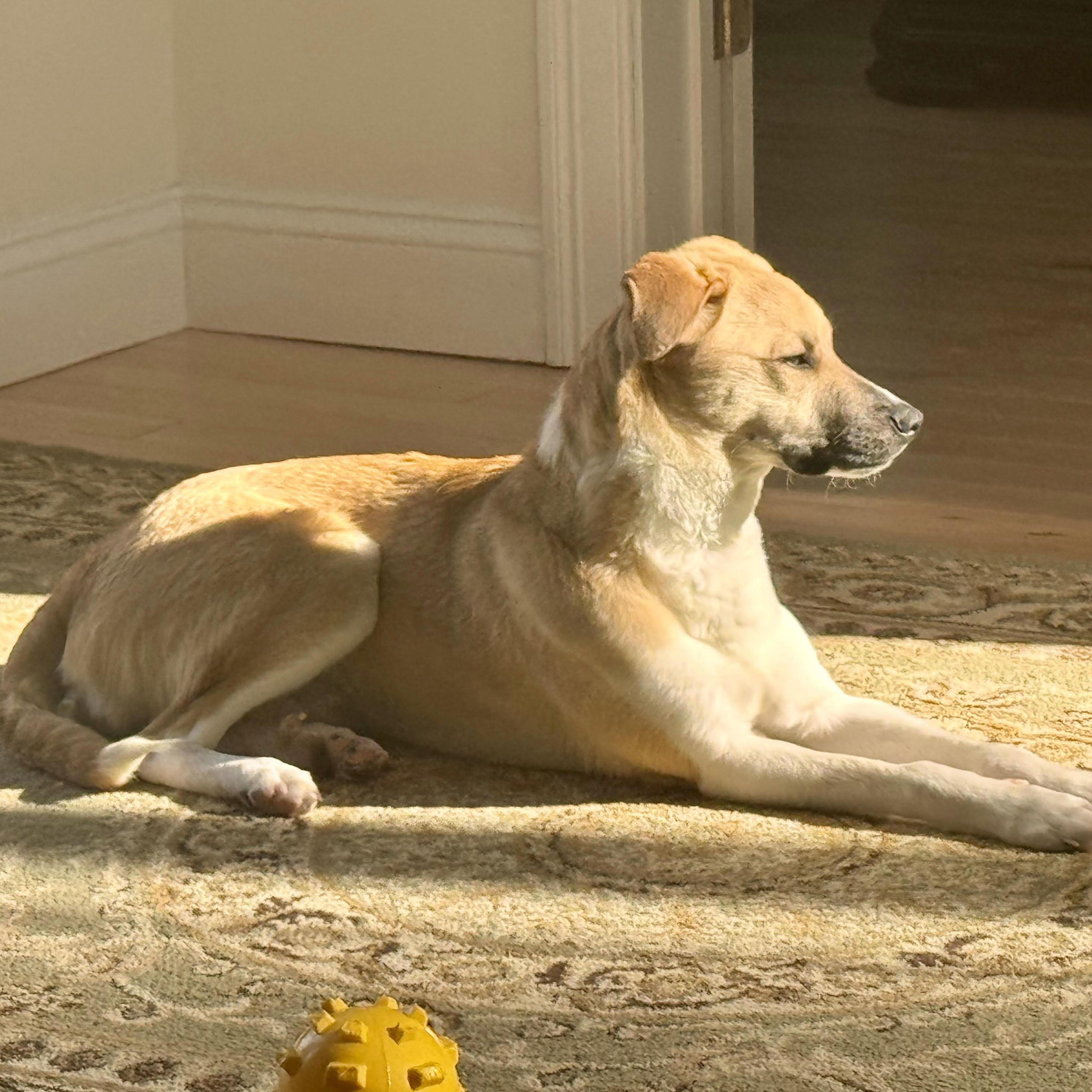 Emu, Adoptable, Puppy Male Mixed Breed.