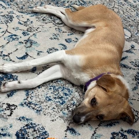 Enlarge Emu, a Adoptable Mixed Breed in Stoughton, MA image 2/6