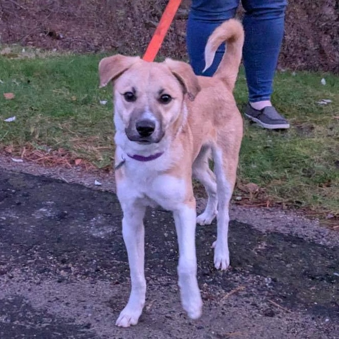 Enlarge Emu, a Adoptable Mixed Breed in Stoughton, MA image 5/6