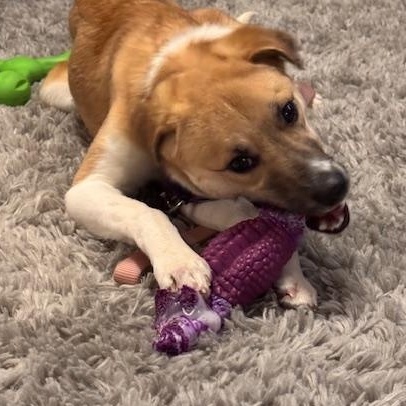 Enlarge Emu, a Adoptable Mixed Breed in Stoughton, MA image 4/6