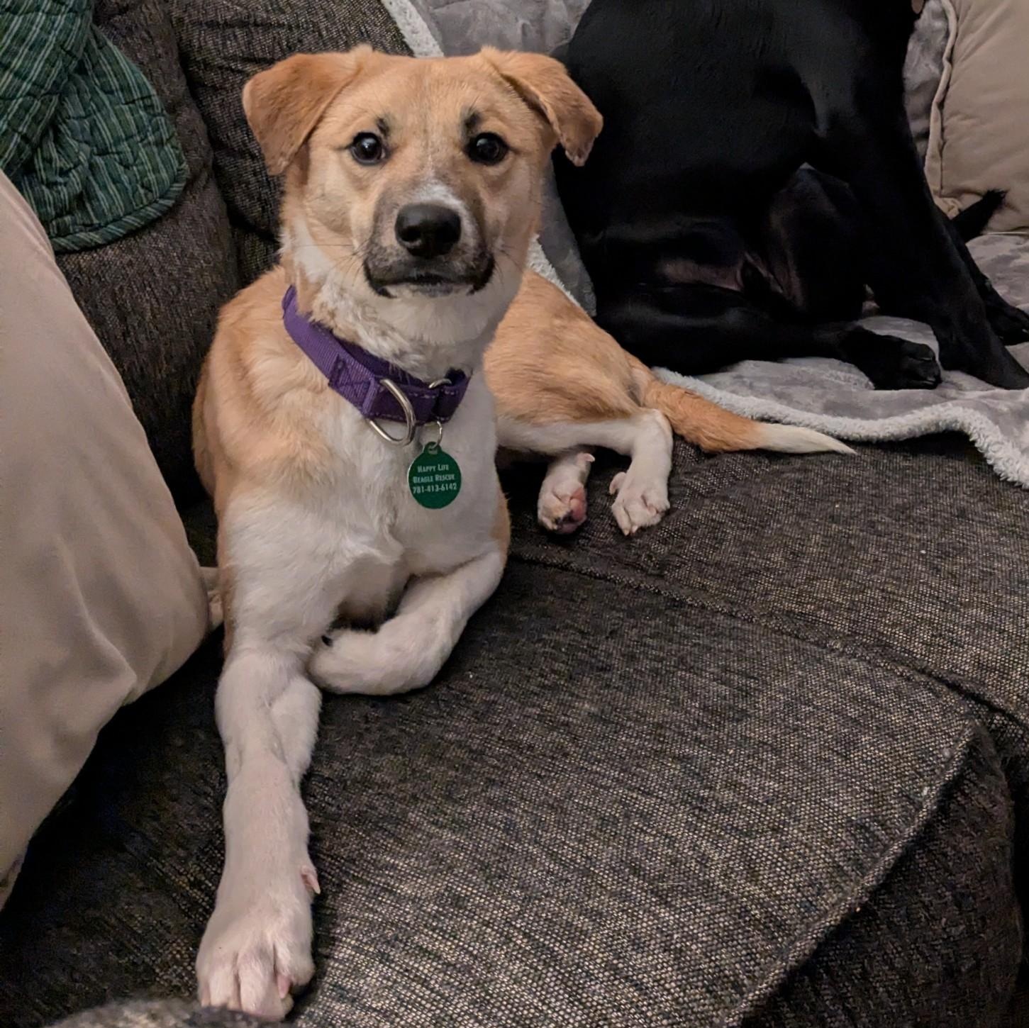 Emu, Adoptable, Puppy Male Mixed Breed.