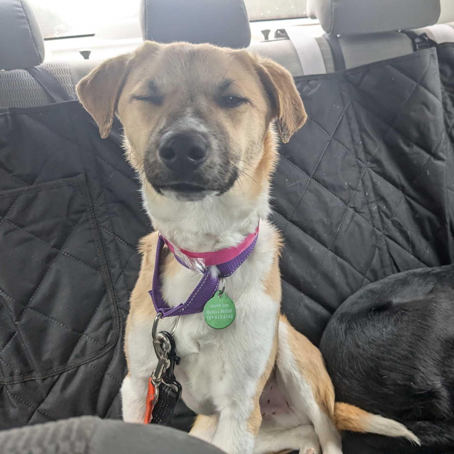 Enlarge Emu, a Adoptable Mixed Breed in Stoughton, MA image 6/6