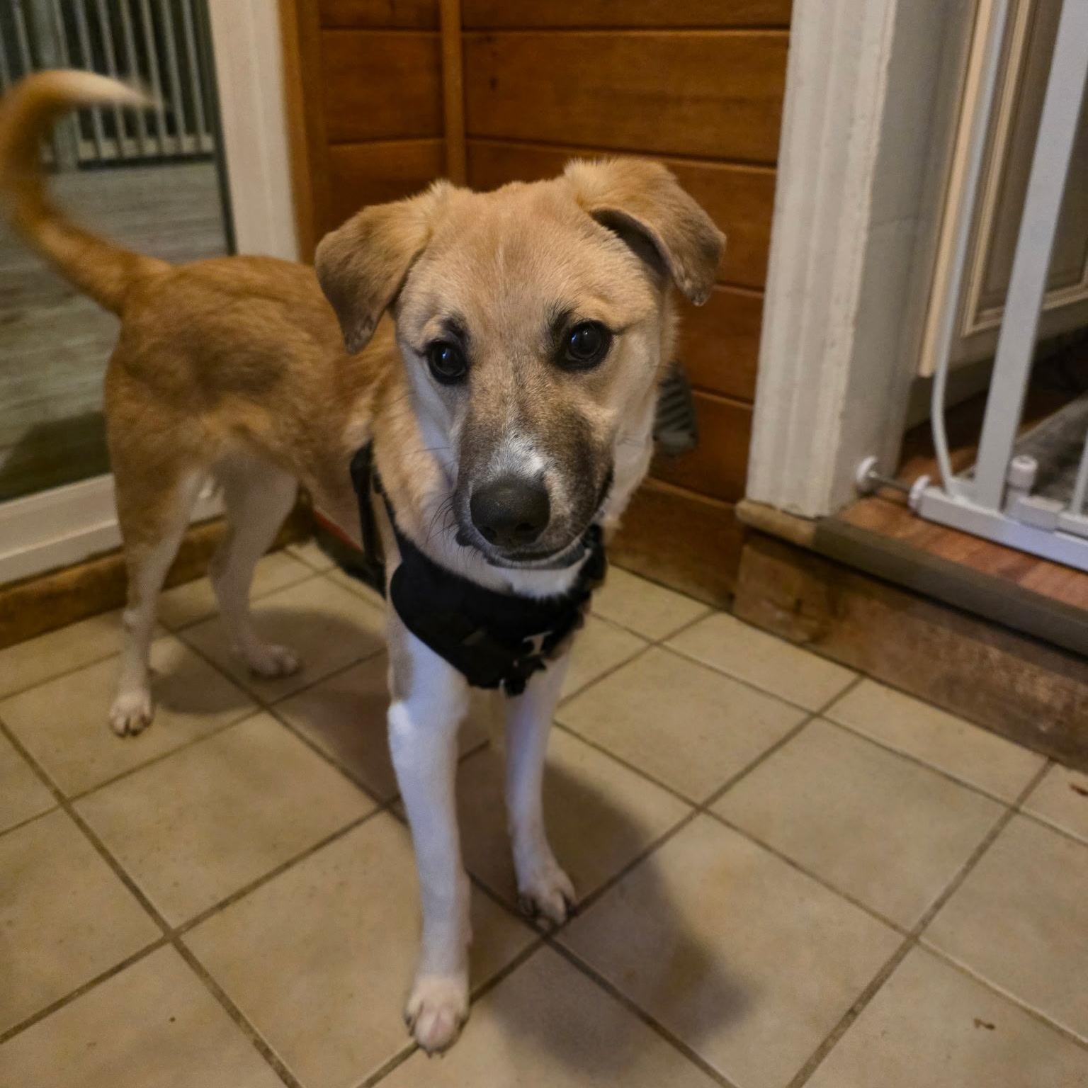 Emu, Adoptable, Puppy Male Mixed Breed.