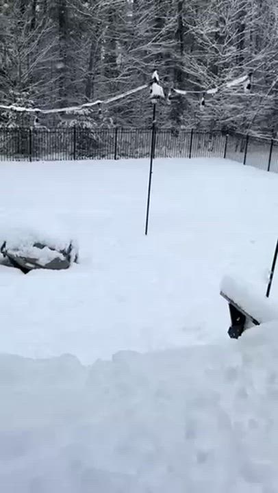 Enlarge Emu, a Adoptable Mixed Breed in Stoughton, MA video 6/6