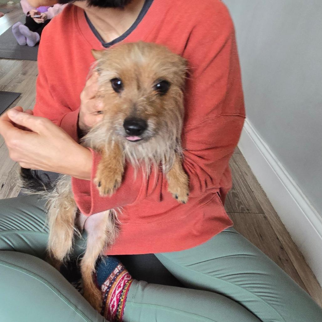 Chipmunk, Adoptable, Adult Male Yorkshire Terrier.