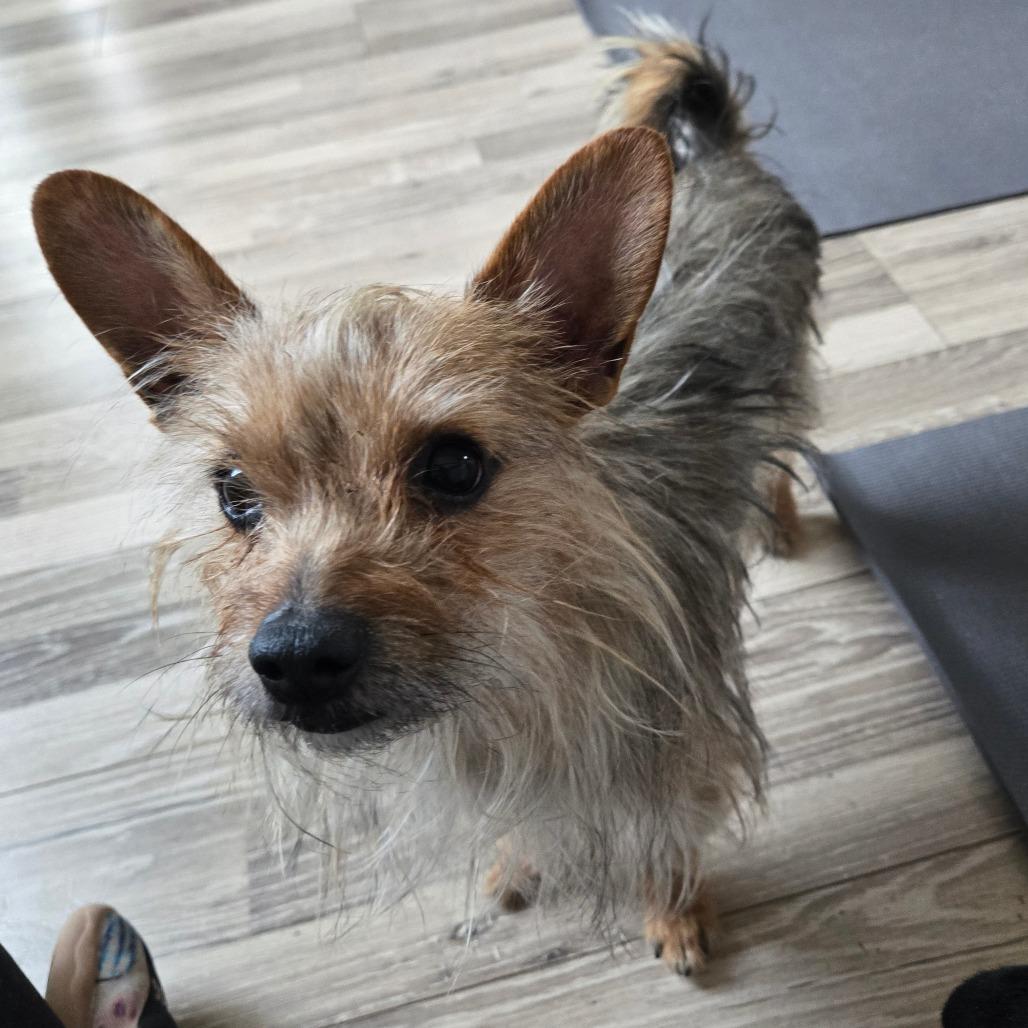 Enlarge Chipmunk, a Adoptable Yorkshire Terrier in Loves Park, IL image 2/6