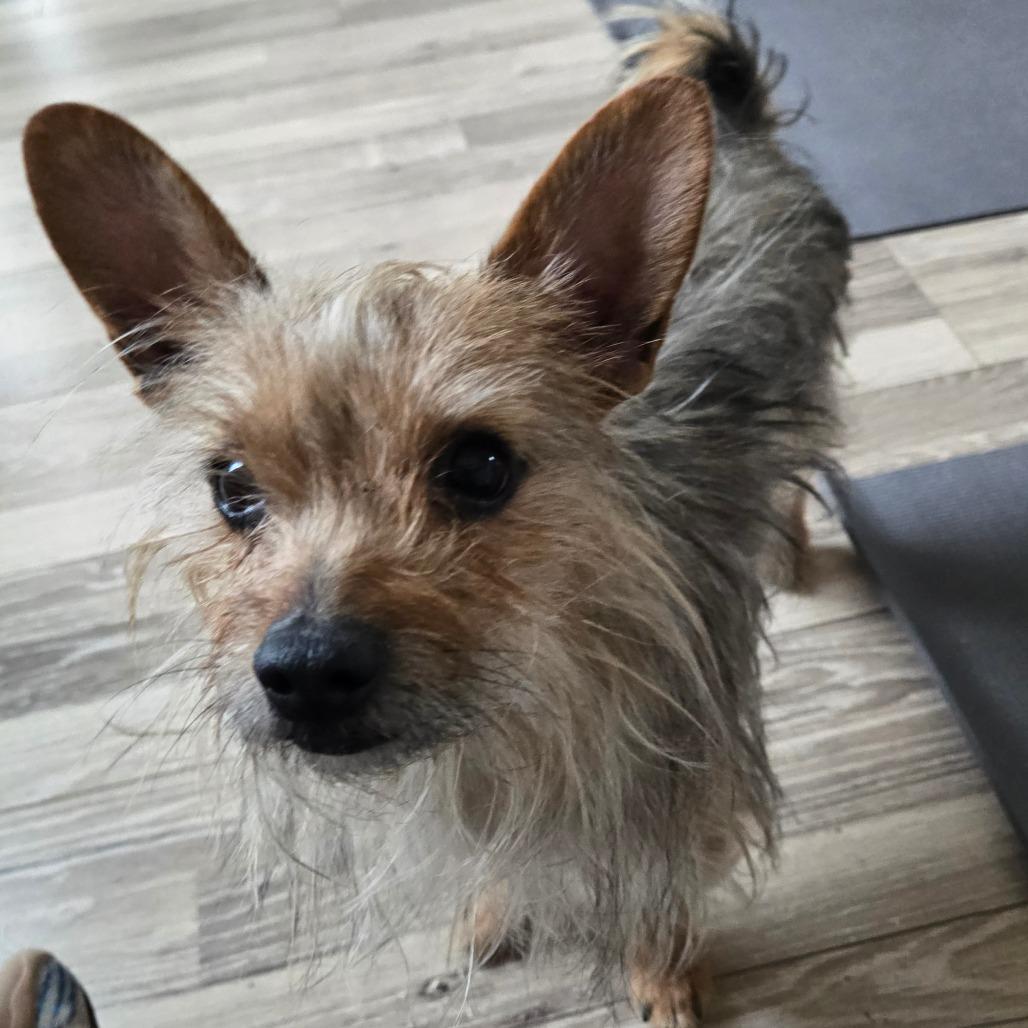 Enlarge Chipmunk, a Adoptable Yorkshire Terrier in Loves Park, IL image 3/6