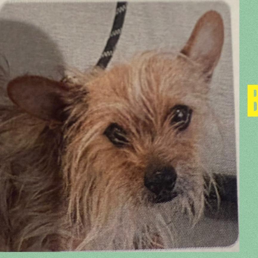 Enlarge Chipmunk, a Adoptable Yorkshire Terrier in Loves Park, IL image 4/6