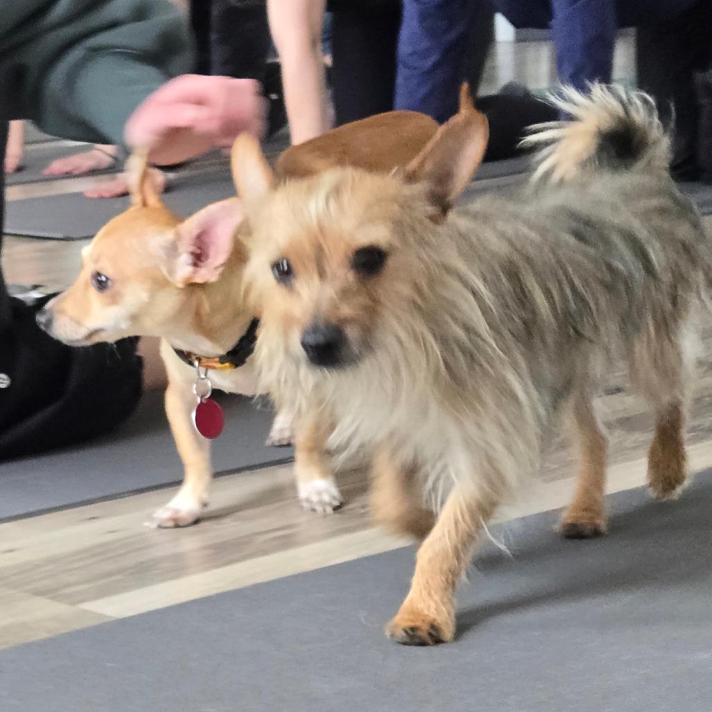 Enlarge Chipmunk, a Adoptable Yorkshire Terrier in Loves Park, IL image 5/6