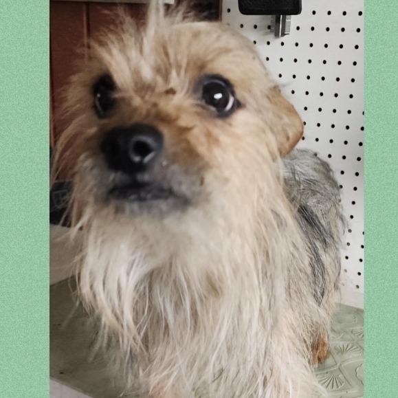 Enlarge Chipmunk, a Adoptable Yorkshire Terrier in Loves Park, IL image 6/6