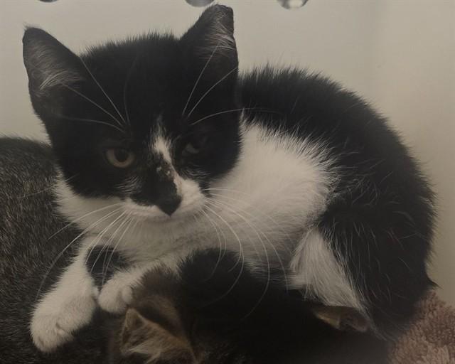 SWISS, Adoptable, Kitten Female Domestic Short Hair.