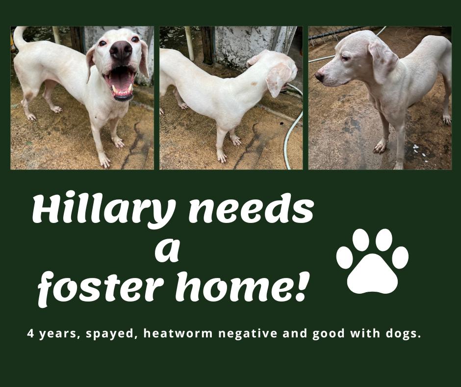Needs Foster Hillary (PR), Adoptable, Adult Female English Pointer.