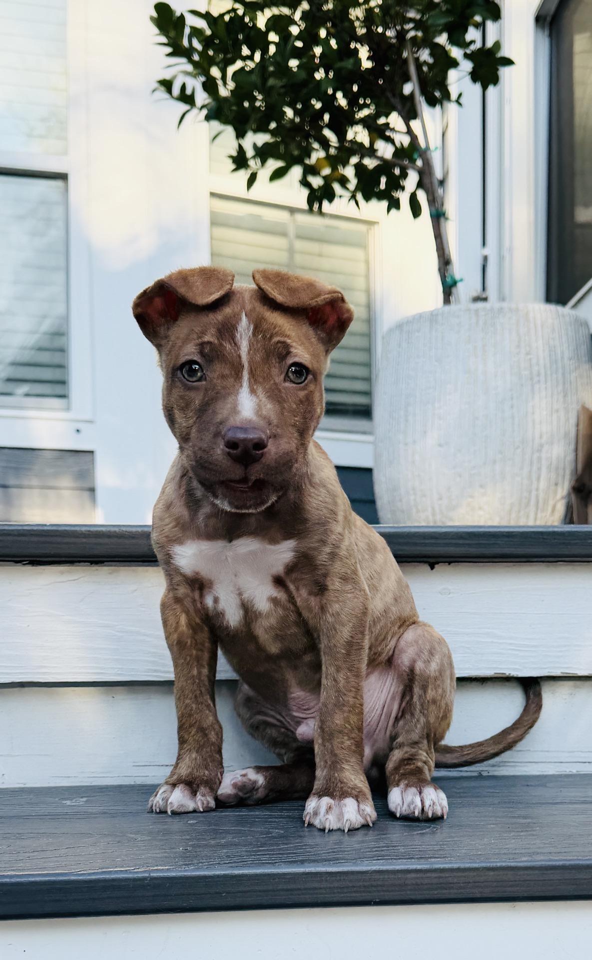 Enlarge Hunter, an adopted mixed breed in charleston, SC image 1/1