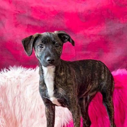 Enlarge Jethro, a Adopted mixed breed in Minneapolis, MN image 1/5