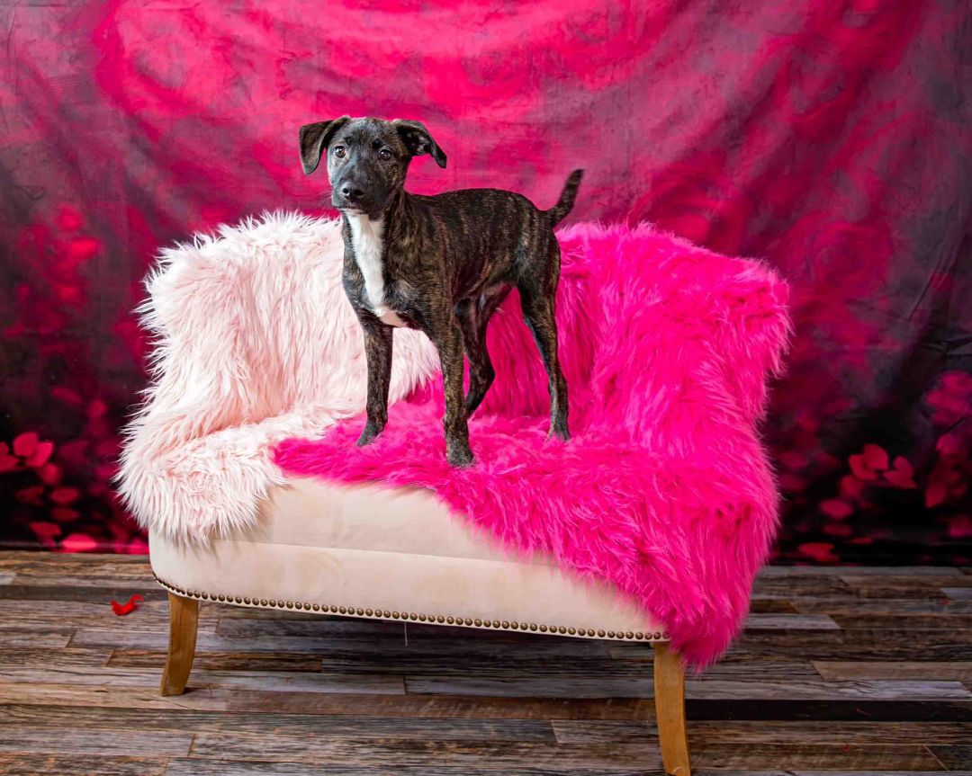 Enlarge Jethro, a Adopted mixed breed in Minneapolis, MN image 3/5