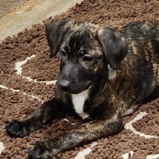 Enlarge Jethro, a Adopted mixed breed in Minneapolis, MN image 4/5