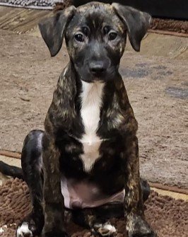 Enlarge Jethro, a Adopted mixed breed in Minneapolis, MN image 5/5