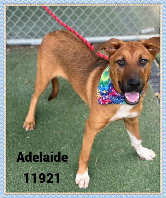 ADELAIDE see also GISELLE