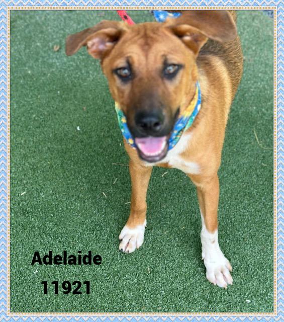 ADELAIDE see also GISELLE
