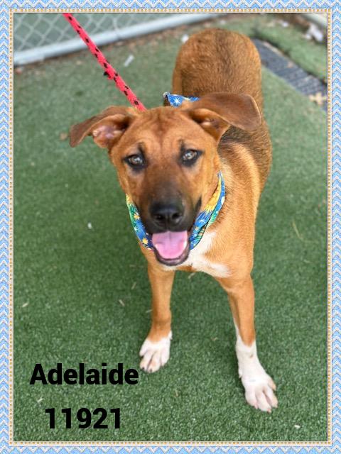 ADELAIDE see also GISELLE