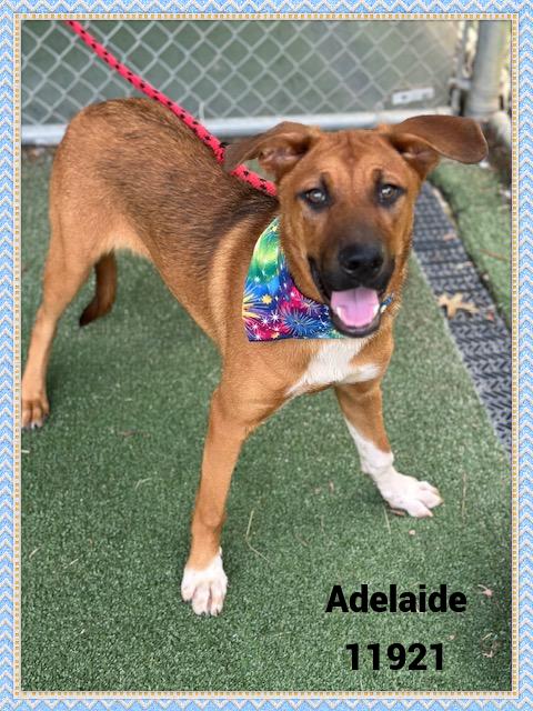 ADELAIDE see also GISELLE